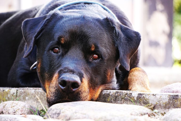 dog, rottweiler, close-up, pet, animal, rests, is located, black, adult, cute, beautiful, kind, mixed race, doberman