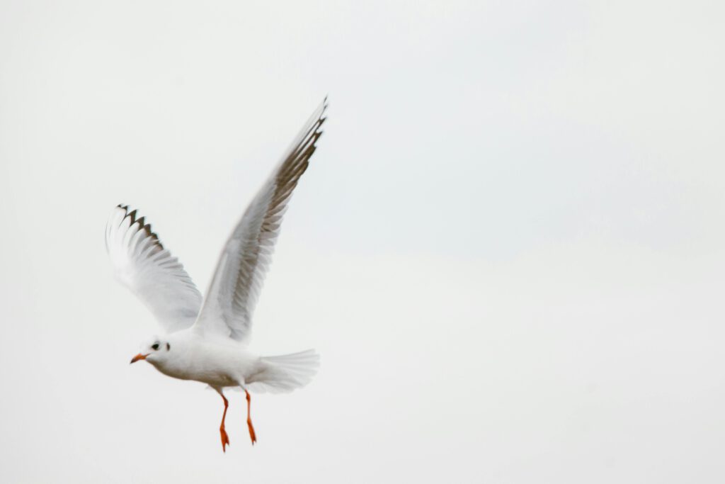 A white seagull gracefully flying with open wings against a soft sky backdrop.