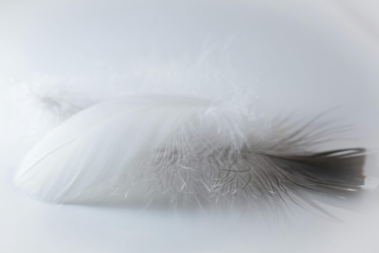Close-up of a white feather, showcasing its delicate and intricate texture on a soft background.